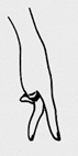  ʻ