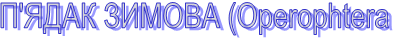 '  (Operophtera