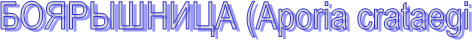  (Apora crataeg