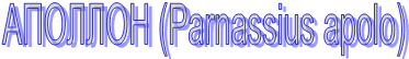  (Parnassus apolo)  &#13;&#13;