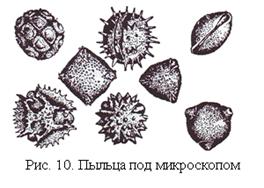 : http://www.sknowled.com/morfolog/img/pilza.jpg